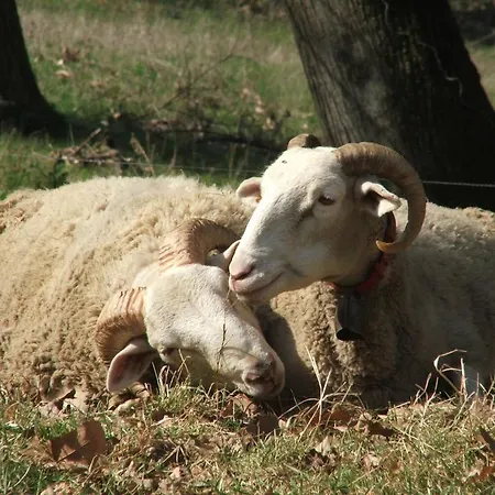 D'angleterre Hotel Arreau